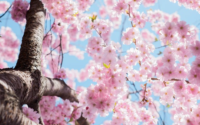 Artistic Flowers